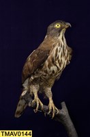 鳳頭蒼鷹藏品圖，第8張